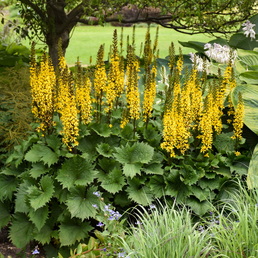 Ligularia   'Bottle Rocket'