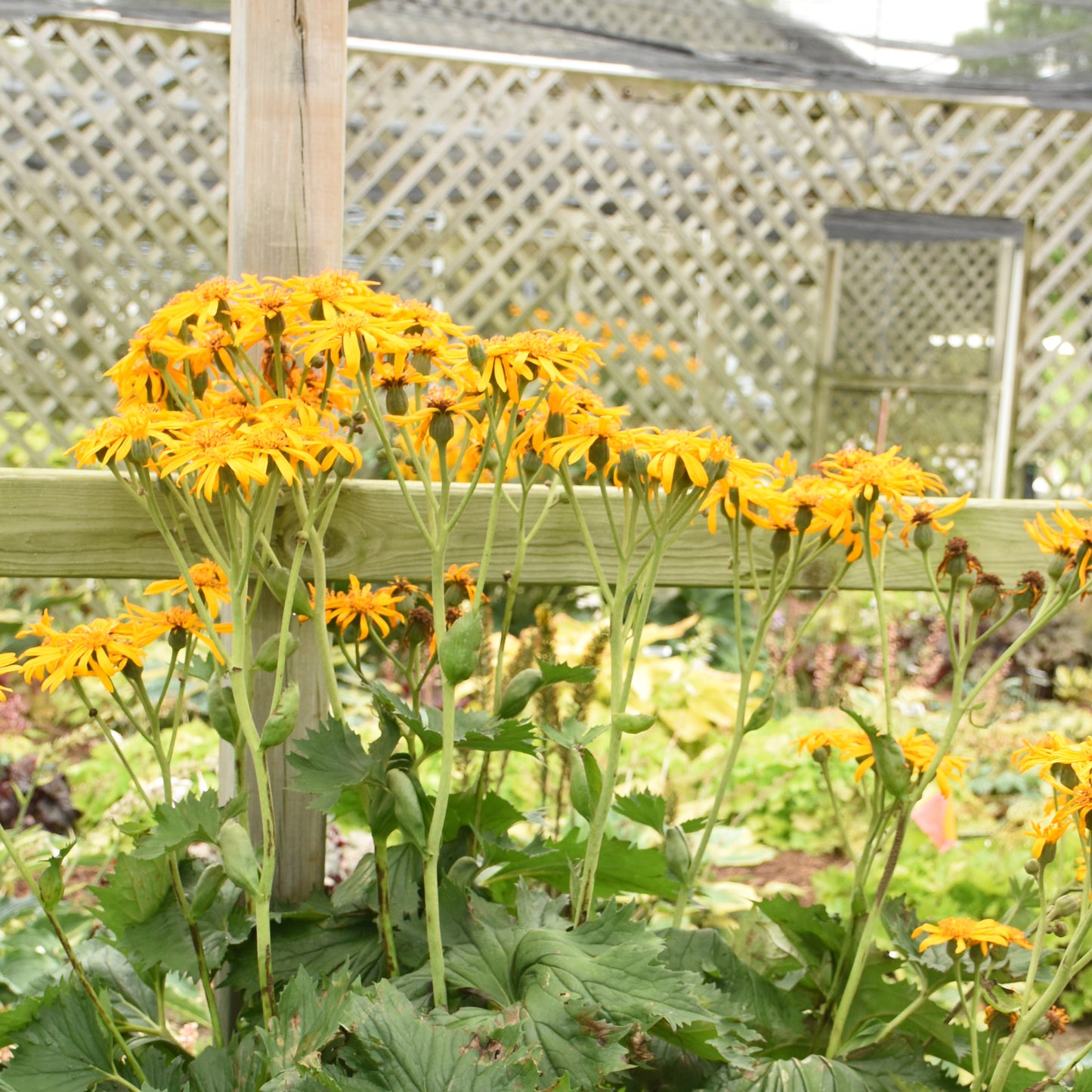 Ligularia japonica 'Big Green Tractor'