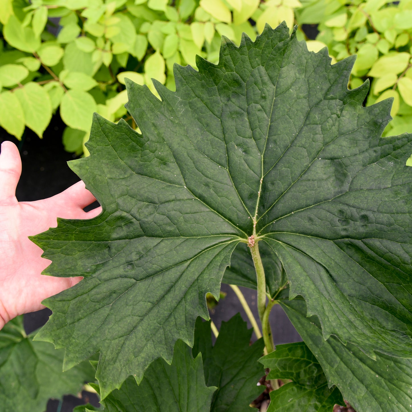 Ligularia japonica 'Big Green Tractor'
