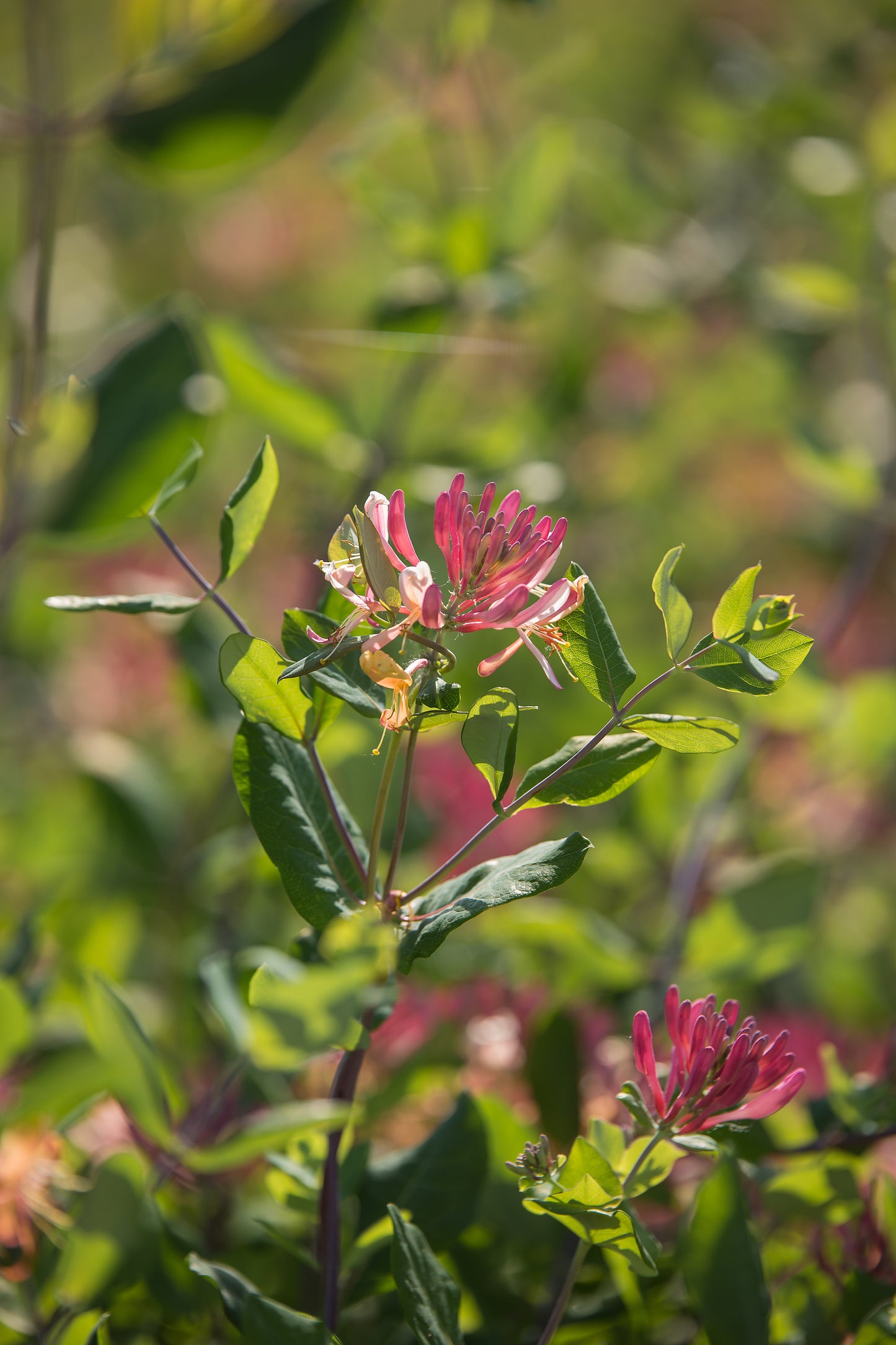 Lonicera x heckrottii 'Gold Flame'