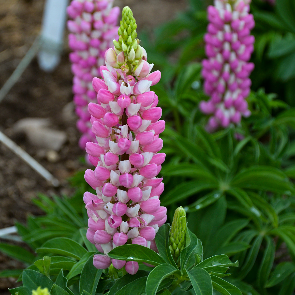 Lupinus polyphyllus 'Mini Gallery Pink Bi-Color'