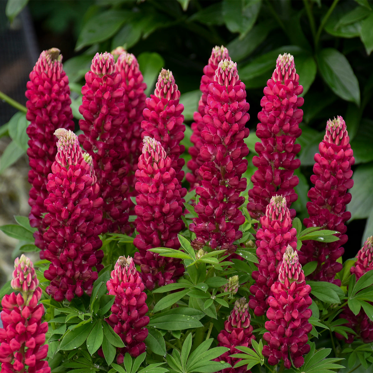 Lupinus polyphyllus 'Mini Gallery Red'