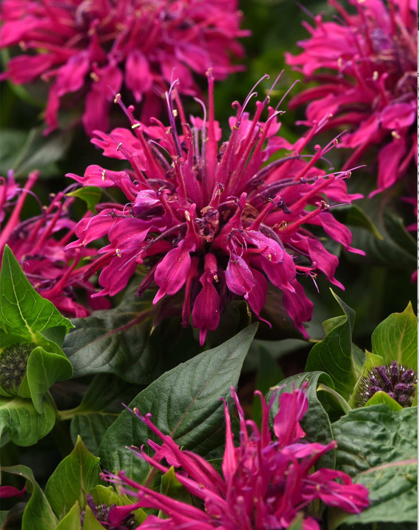 Monarda didyma 'Bee-Mine™ Purple' (Bee Balm)
