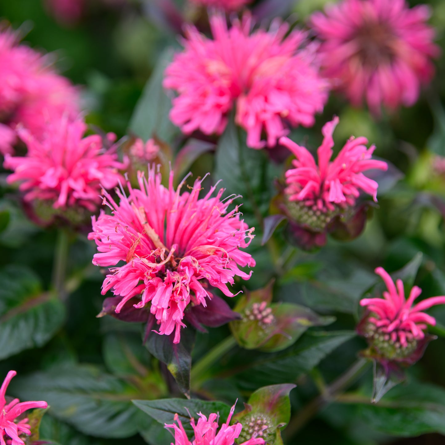Monarda didyma 'Bubblegum Blast'