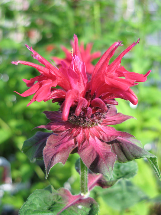 Monarda didyma 'Fireball'