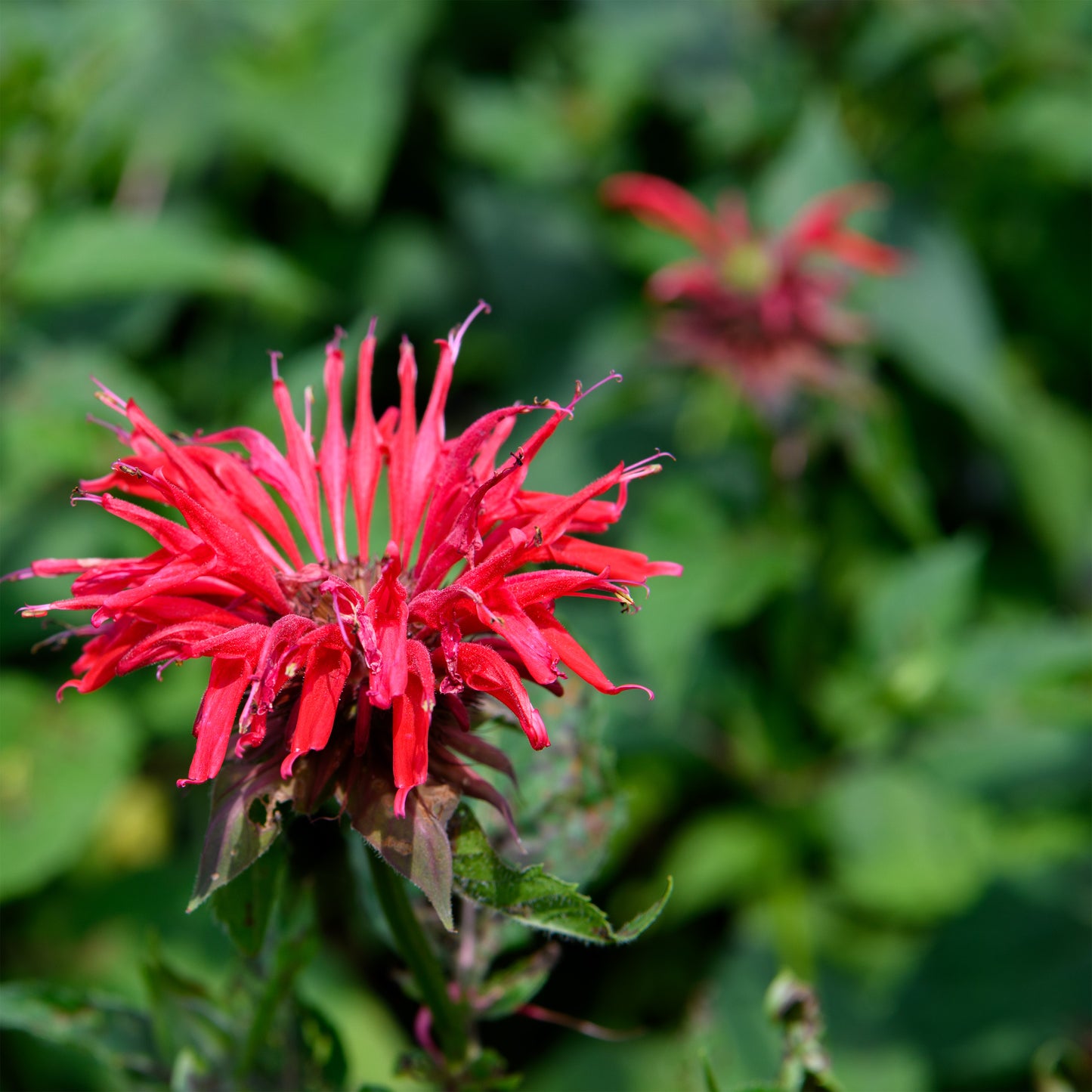 Monarda didyma 'Gardenview Scarlet'