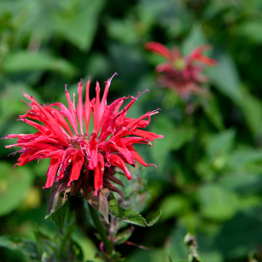 Monarda didyma 'Gardenview Scarlet' (Bee Balm)