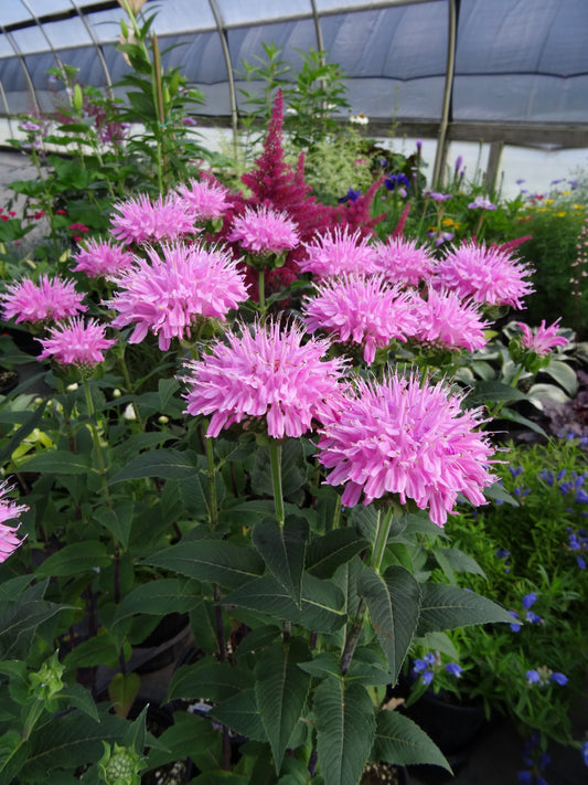 Monarda  didyma  'Grand Mum?'