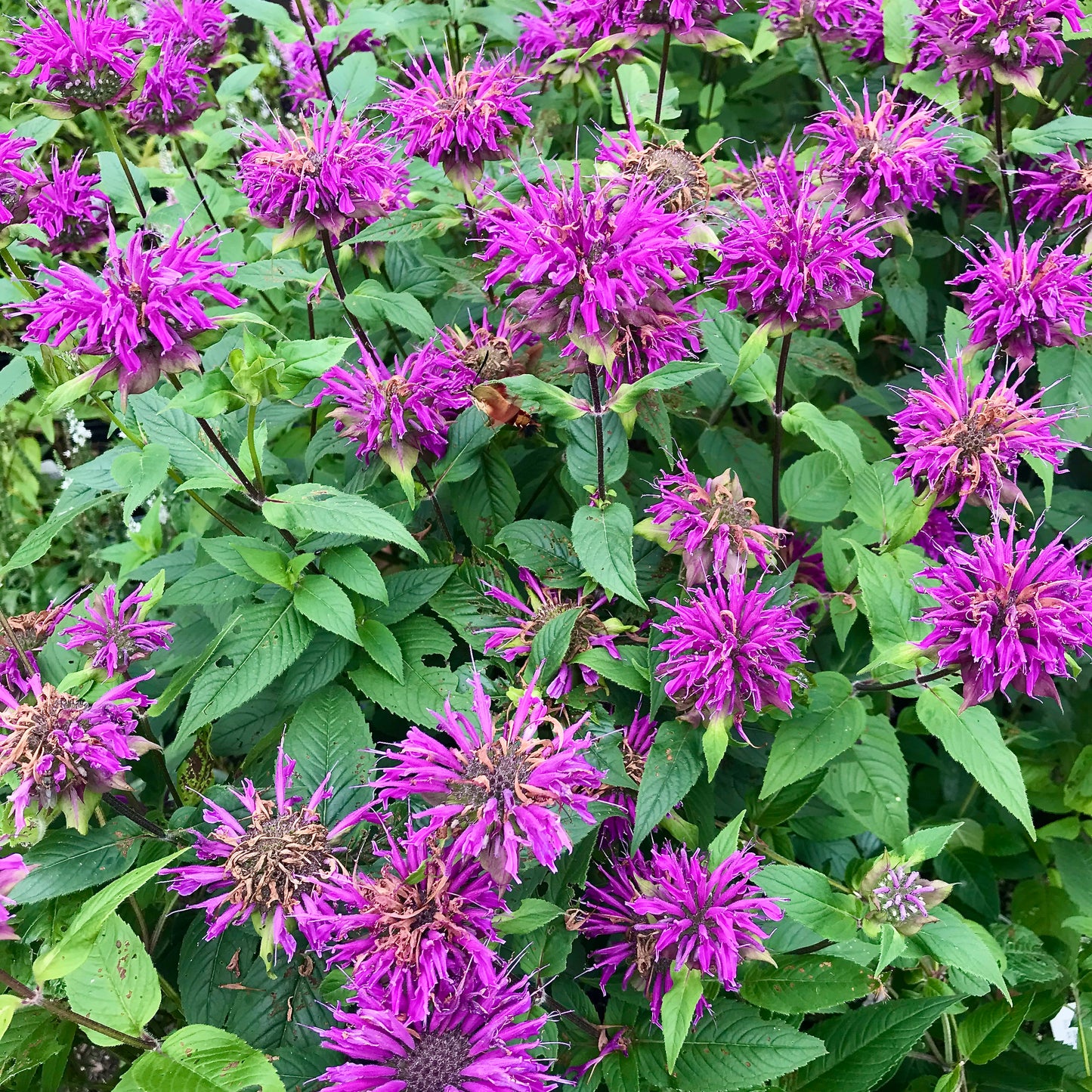 Monarda didyma 'Grand Parade'