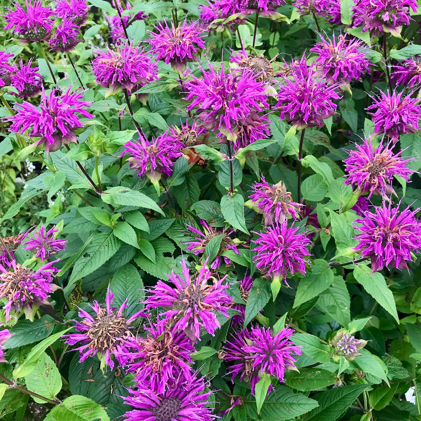 Monarda didyma  'Grand Parade'