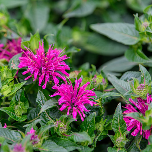 Monarda didyma  'Grape Gumball'