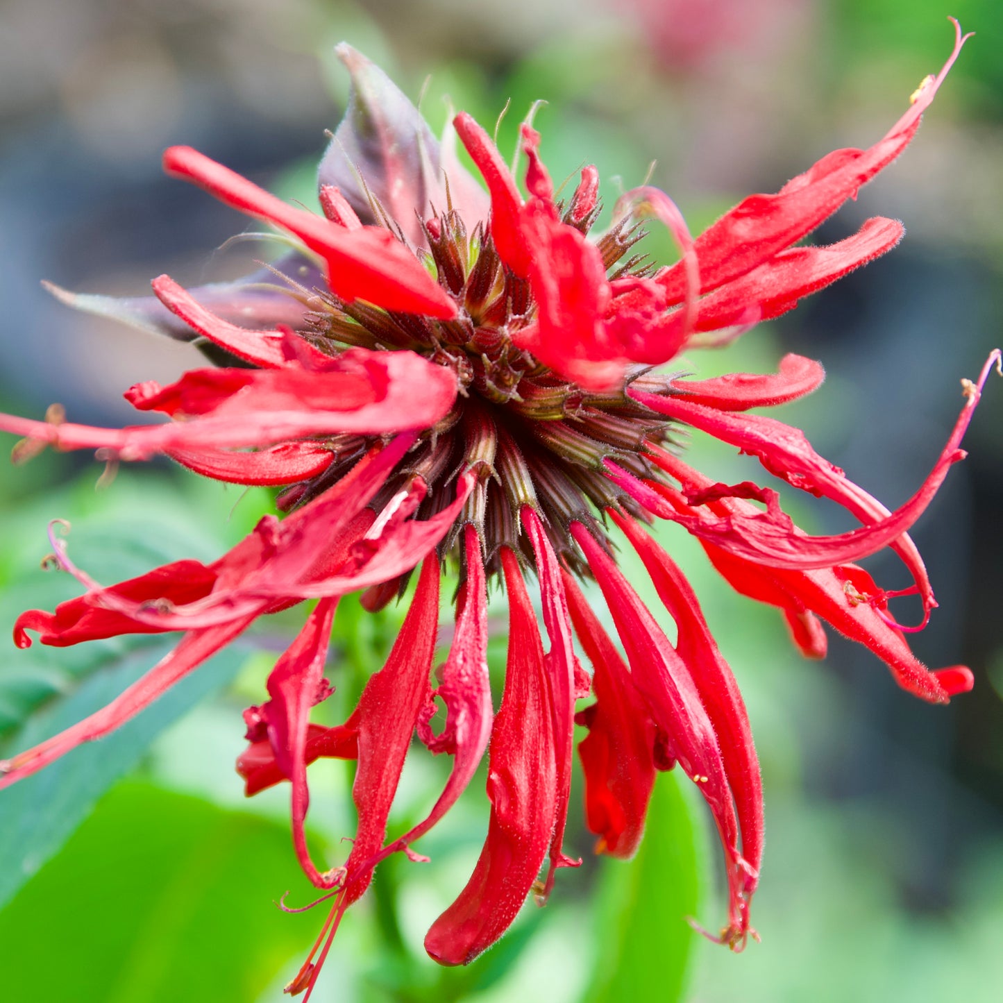 Monarda didyma 'Jacob Cline'