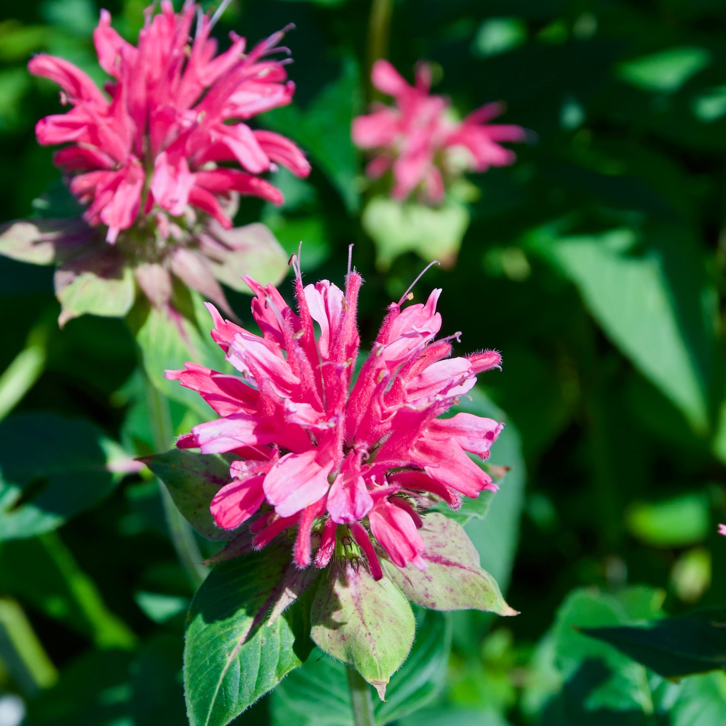 Monarda didyma 'Marshall's Delight'