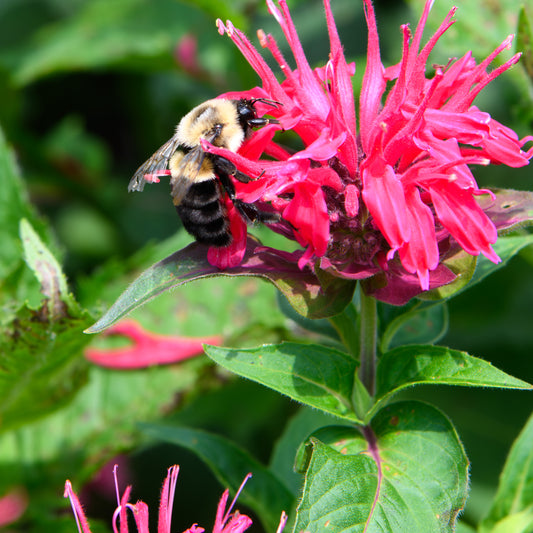Monarda didyma 'Pardon My Rose' (Bee Balm)