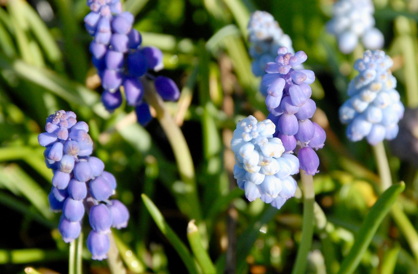 Muscari Armeniacum