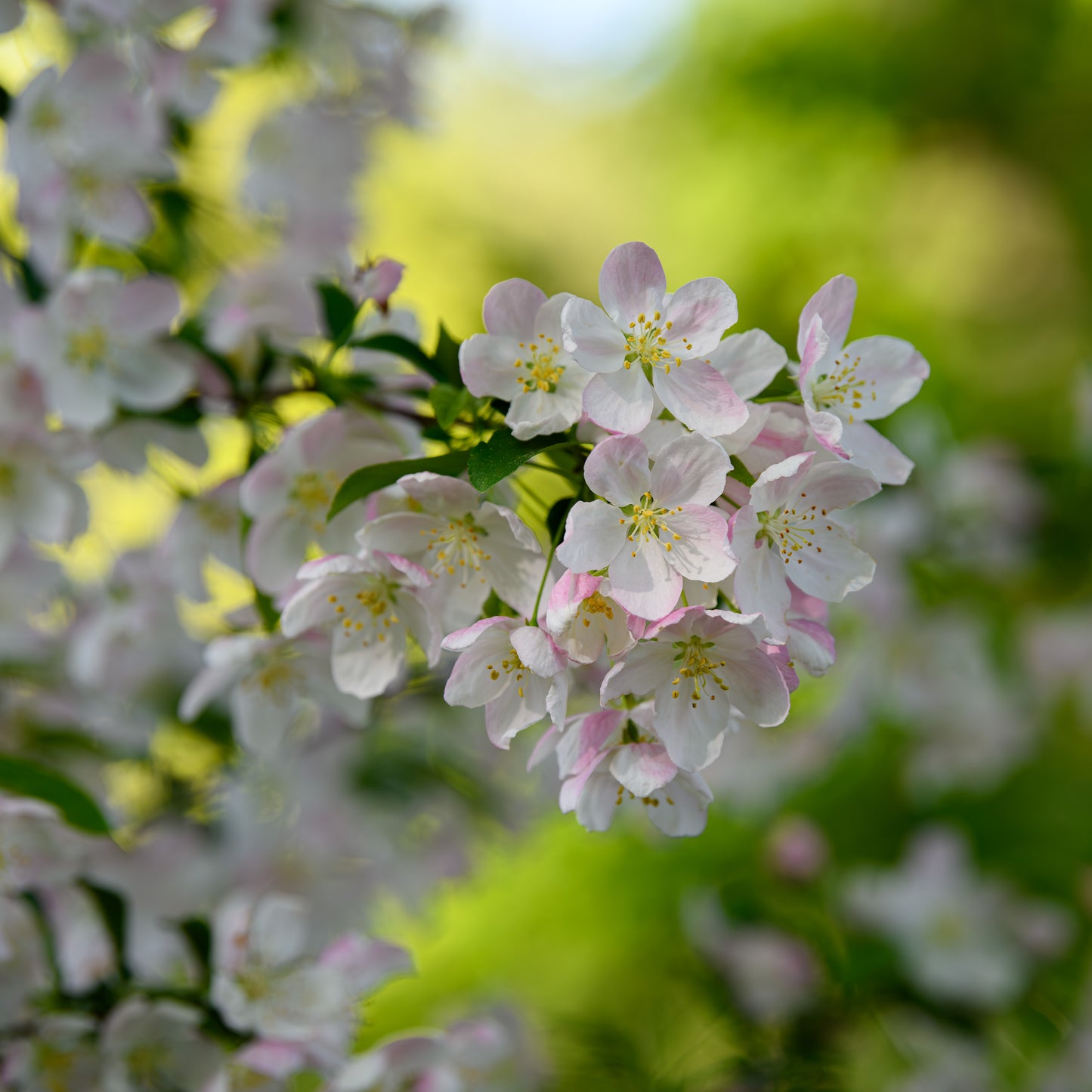 Malus 'Pink Sparkles' (Crabapple)