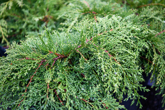 Microbiota decussata - Russian Cypress