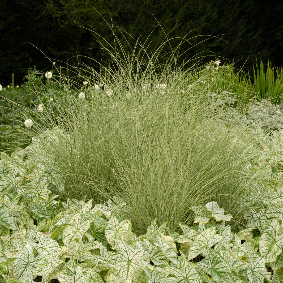 Miscanthus sinensis 'Morning Light'