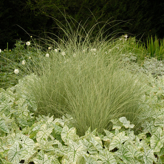 Miscanthus sinensis 'Morning Light'