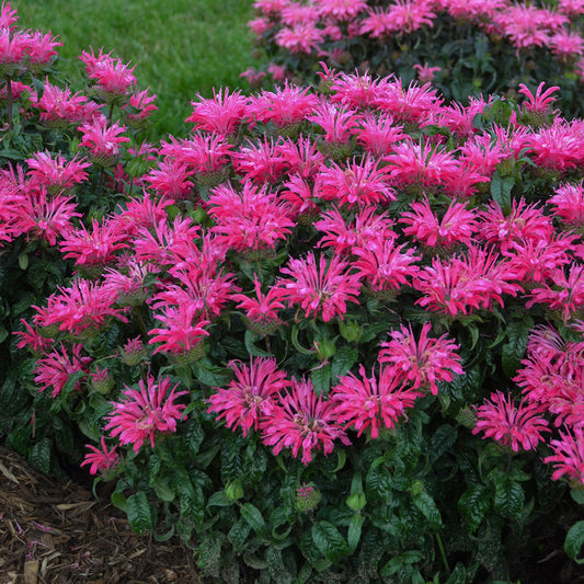 Monarda didyma 'Electric Neon Pink' (Bee Balm)