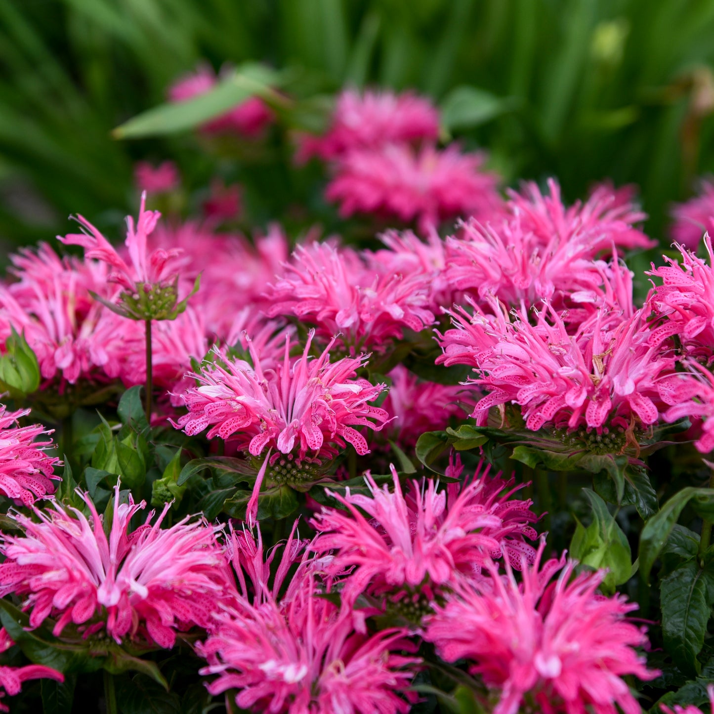 Monarda didyma  'Electric Neon Pink'