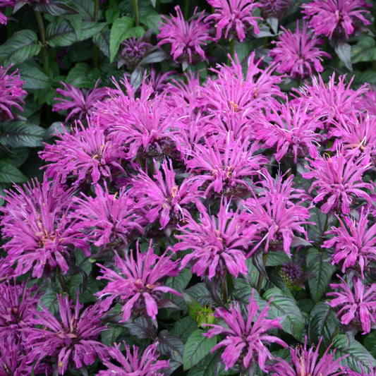 Monarda didyma 'Rockin' Raspberry'