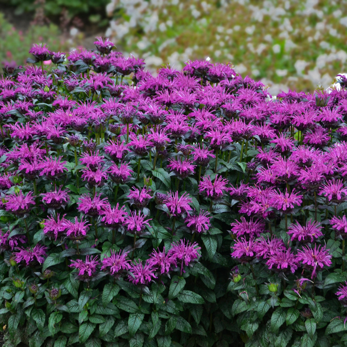 Monarda didyma 'Rockin' Raspberry'