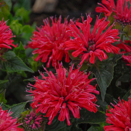 Monarda didyma 'Pardon My Cerise' (Bee Balm)