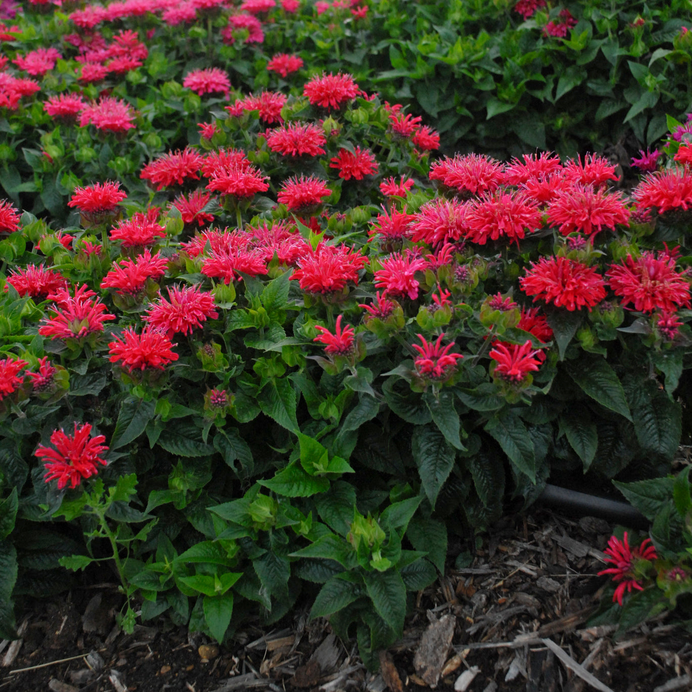 Monarda didyma 'Pardon My Cerise'