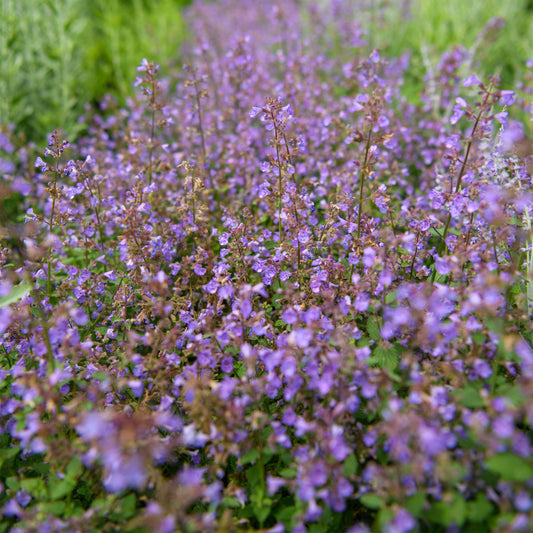 Field of purple flowers with green grass in the background