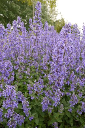 Nepeta  grandiflora  'Summer Magic'