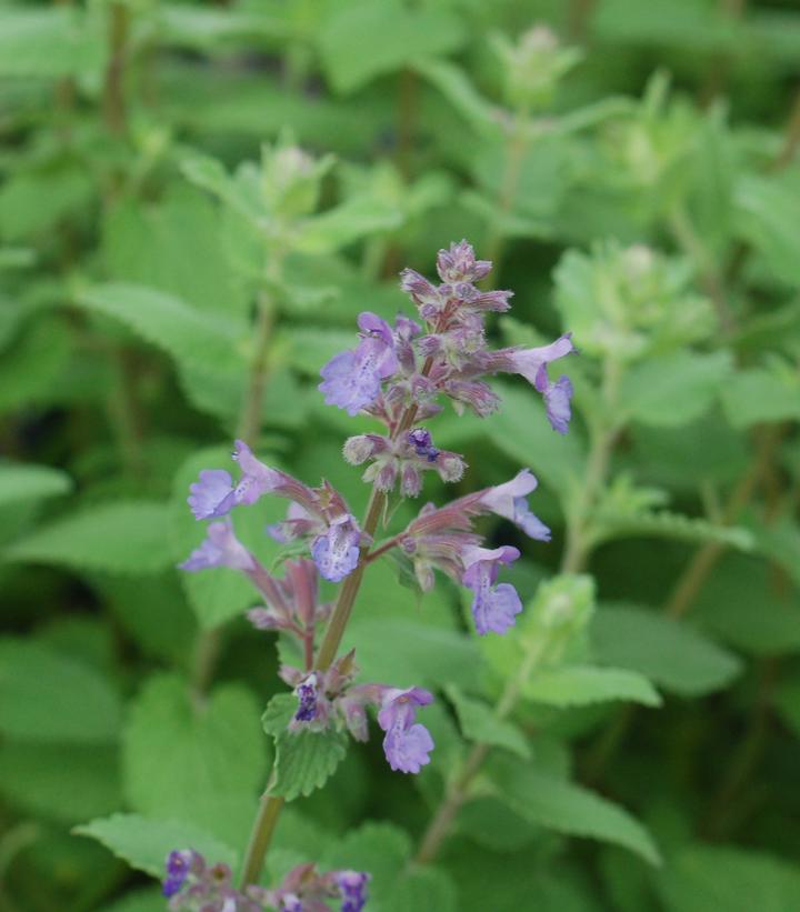 lavender catnip plant Nepeta mussini 'Blue Wonder' (Catmint, Catnip)