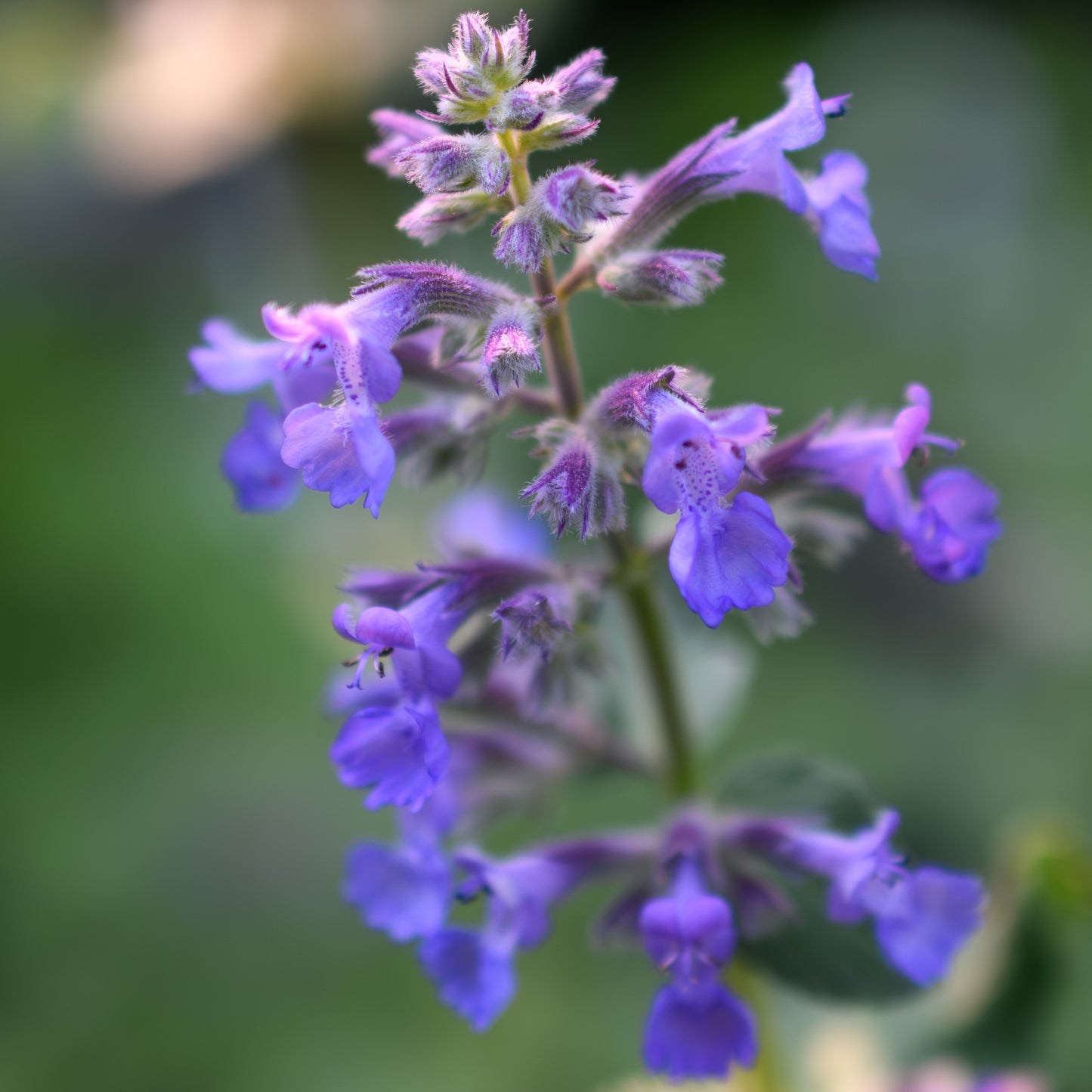 Nepeta x faassenii 'Early Bird' (Catmint, Catnip)