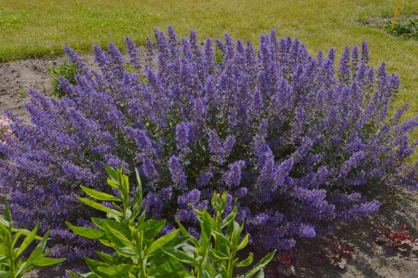 Nepeta x faassenii 'Junior Walker