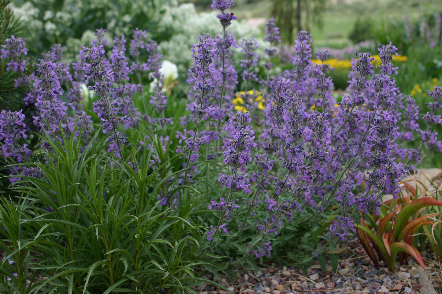 Nepeta 'Little Trudy'