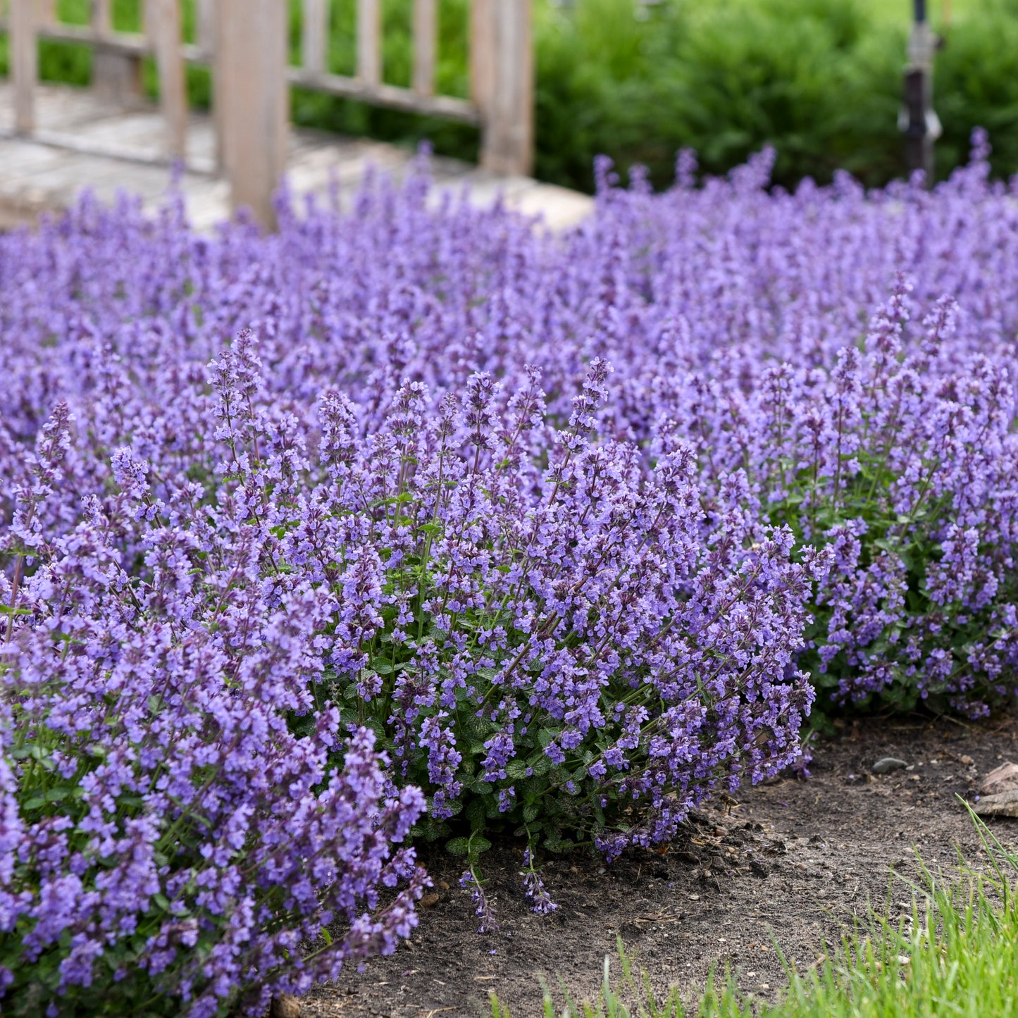 Nepeta x faassenii 'Cat's Pajamas' (Catmint, Catnip)