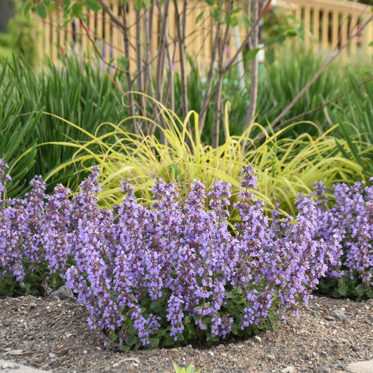 Nepeta x faassenii 'Cat's Pajamas'