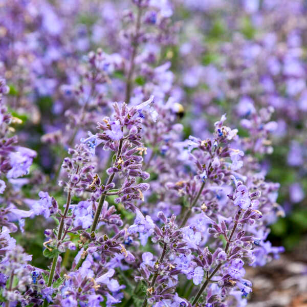 Nepeta 'Catwalk Queen' (Catmint)