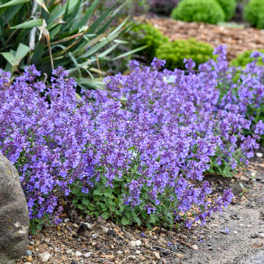 Nepeta 'Catwalk Queen' (Catmint)