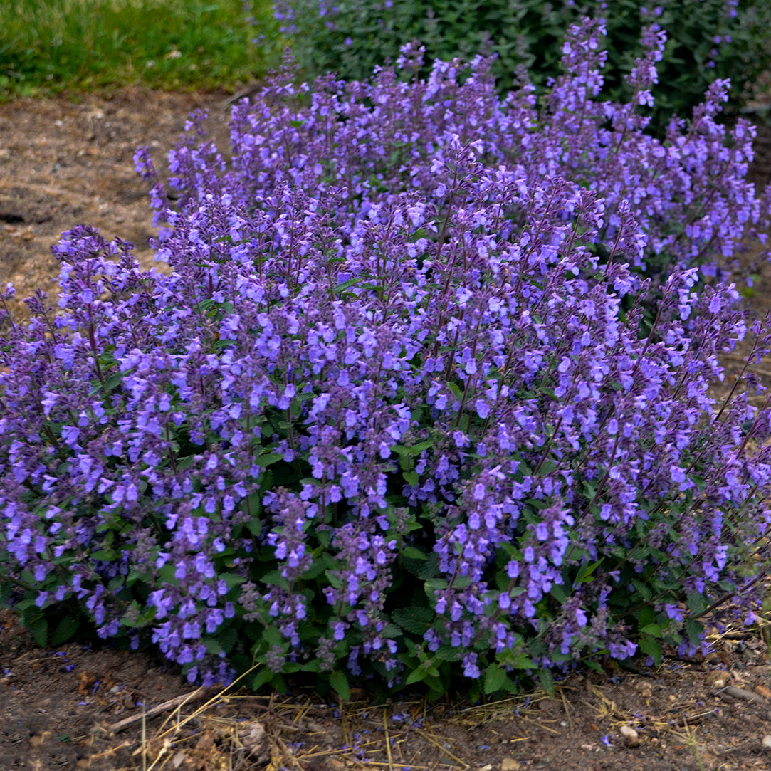 Nepeta x faassenii 'Picture Purrfect'