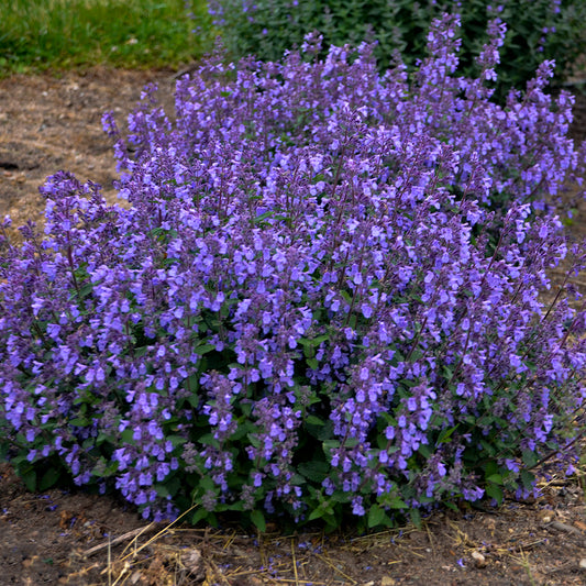 Nepeta x faassenii 'Picture Purrfect' (Catmint, Catnip)