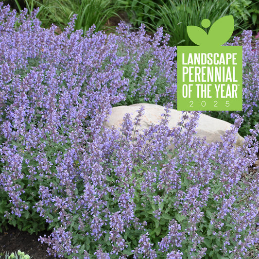 Nepeta x faassenii 'Cat's Meow' (Catmint, Catnip)