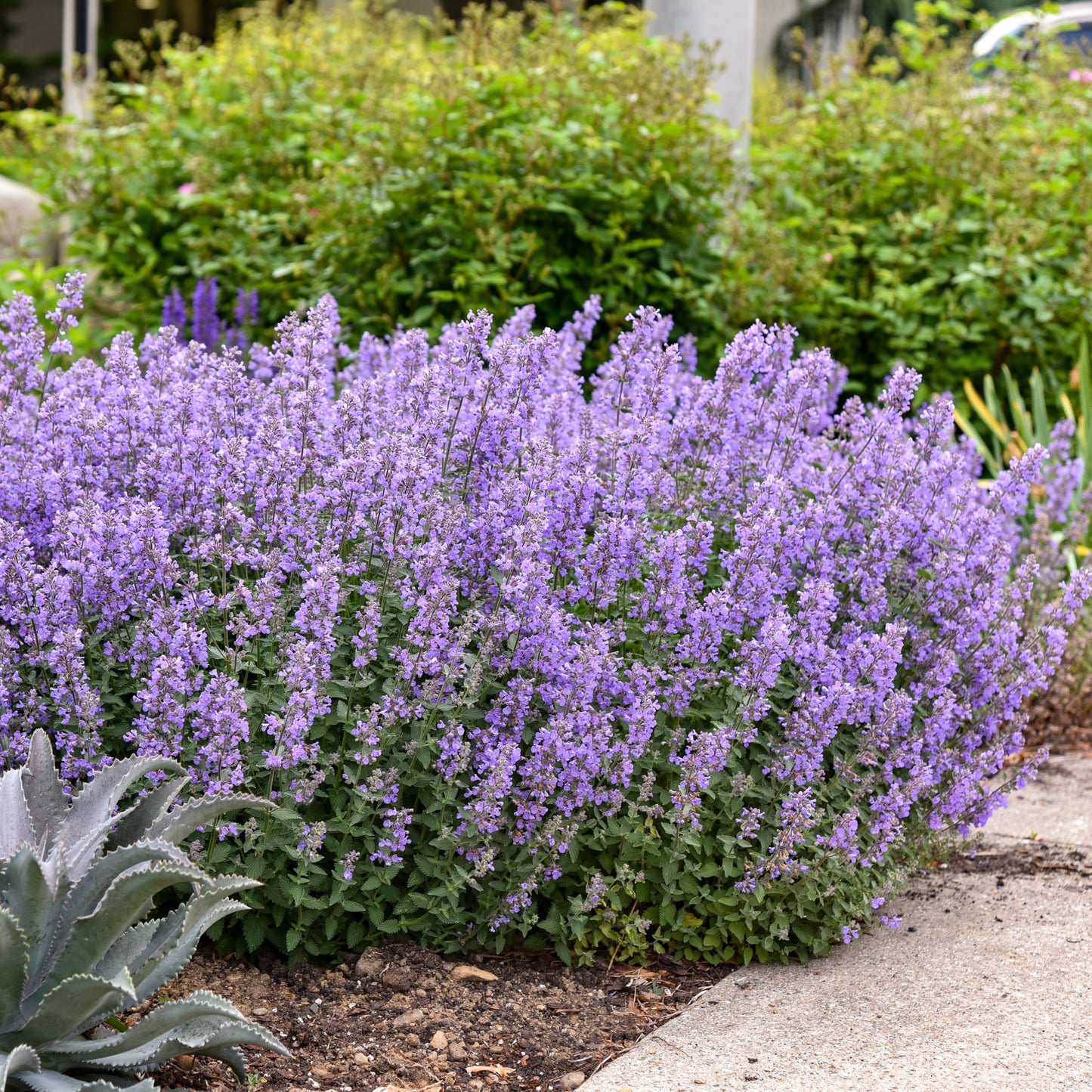 Nepeta x faassenii 'Cat's Meow'