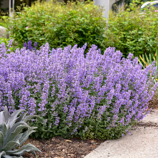 Nepeta x faassenii 'Cat's Meow' (Catmint, Catnip)