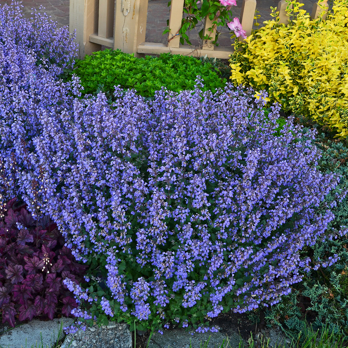 Nepeta x faassenii 'Purrsian Blue' (Catmint, Catnip)