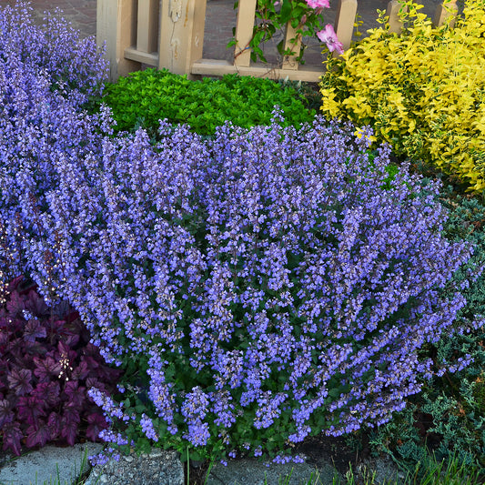 Nepeta x faassenii 'Purrsian Blue' (Catmint, Catnip)