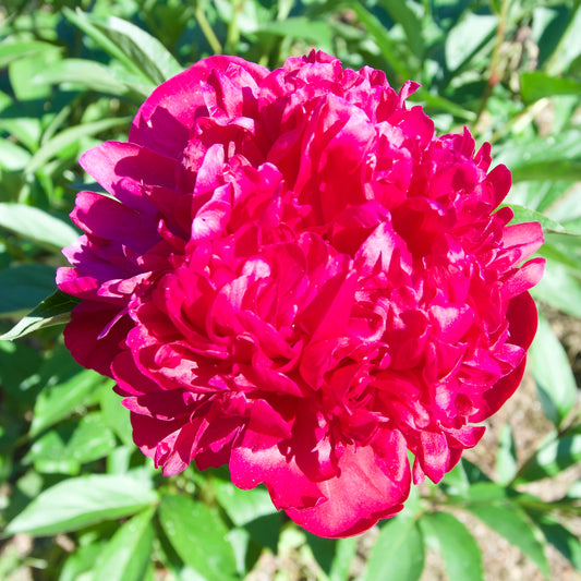 Paeonia lactiflora  'Black Beauty'