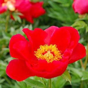 Red flower with yellow center surrounded by green leaves