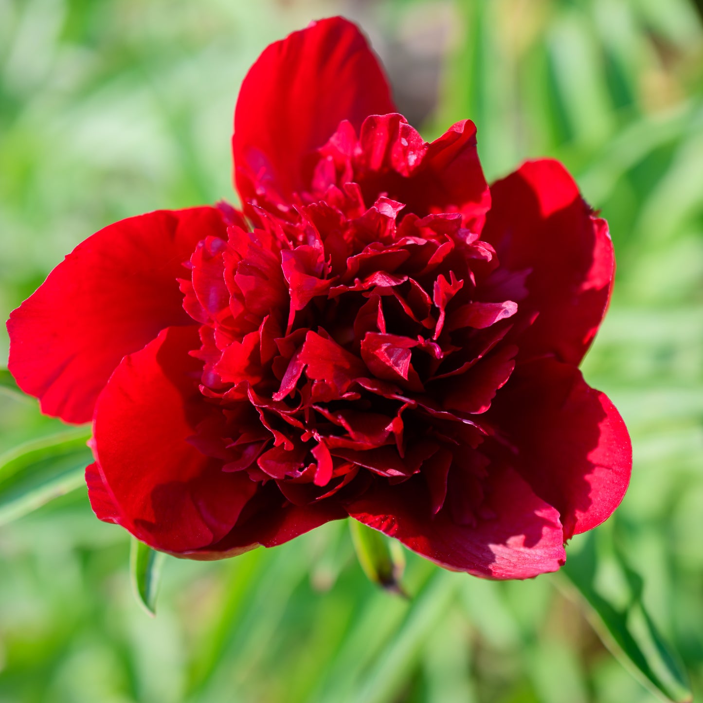 Paeonia (Herbaceous Hybrid) 'Burst of Joy'