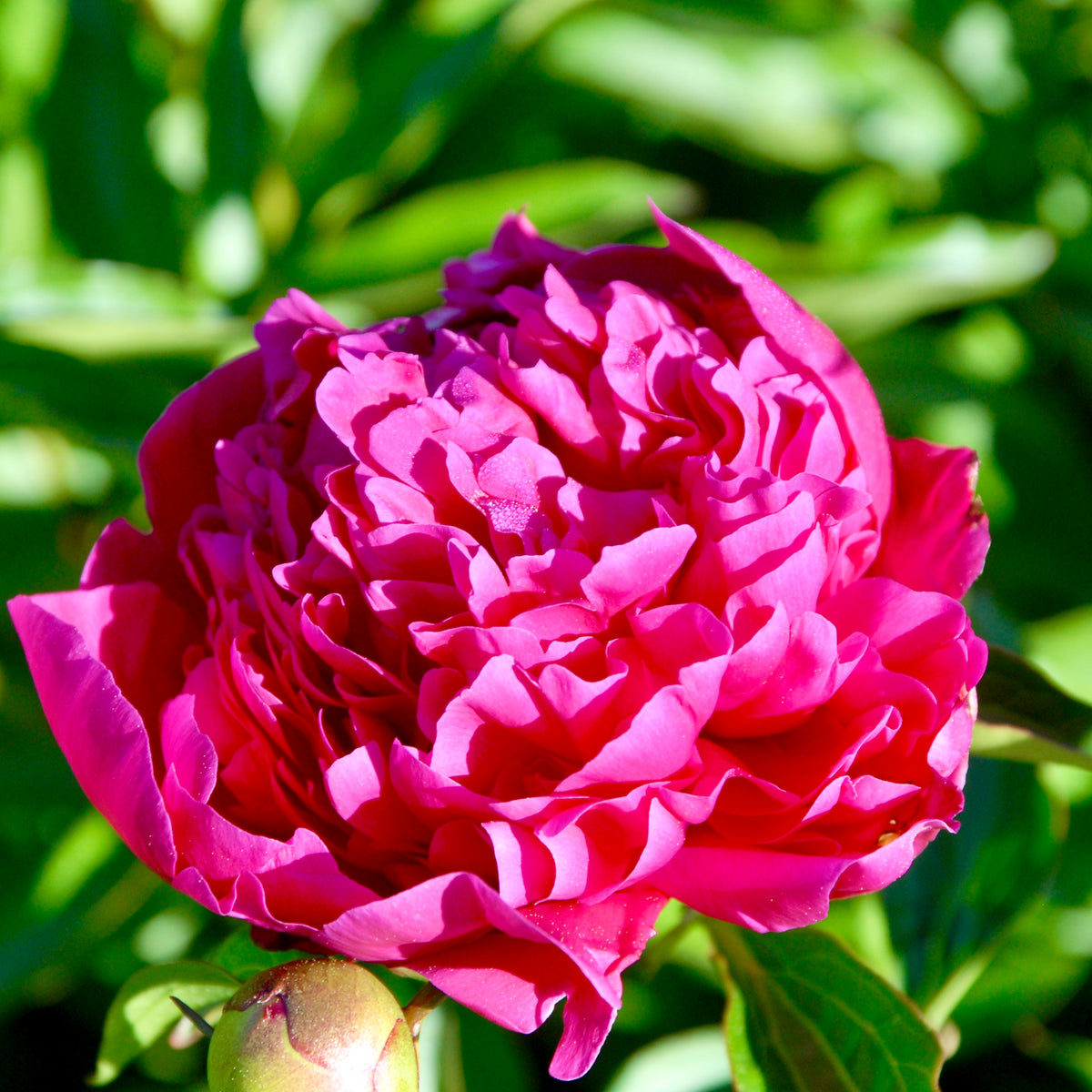 Paeonia lactiflora 'Felix Crousse' (Peony)